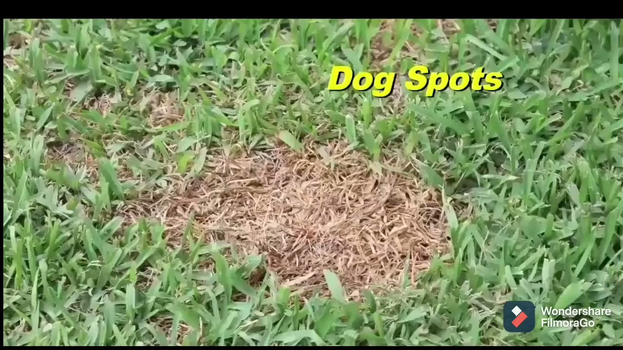 Household Seeding System Liquide Spray on Grass Seed