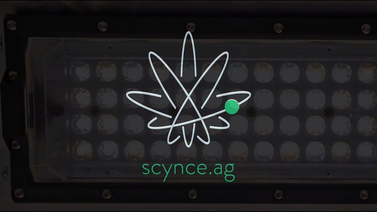 Raging Kale -  early stage growing LED light