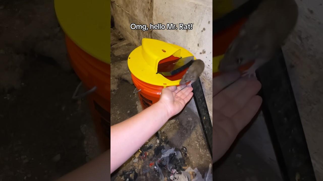 А если серьёзно&hellip; Эти ловушки на самом деле отлично подходят для мышей, но, судя по всему, не для ...