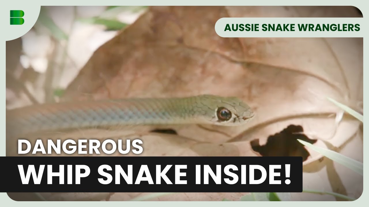 Yellow-faced Whip Snake Surprises Homeowners | Aussie Snake Wranglers