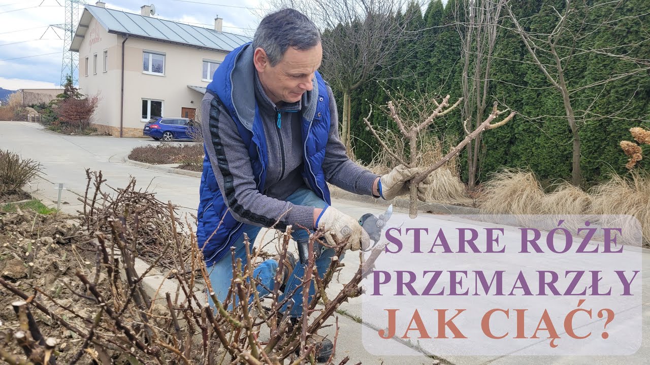 Jak i kiedy ciąć stare róże, które przemarzły zimą. Spróbuj mój nowy sposób.