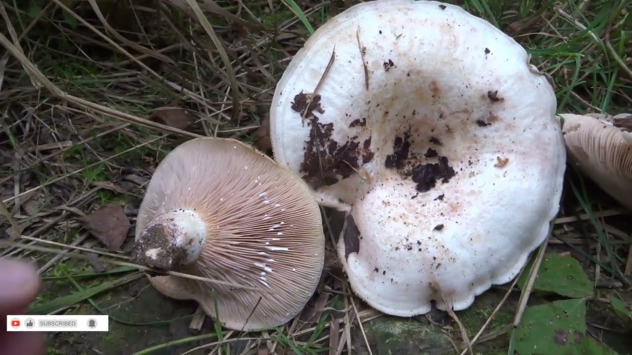 Mleczaj r&oacute;żowoblaszkowy (Lactarius controversus)