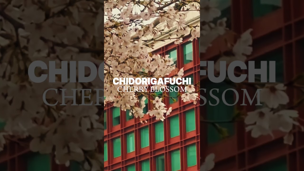 Chidorigafuchi vs. Ueno Park: Which Has Better Cherry Blossoms