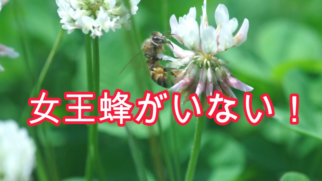 晴蜂雨読⑥／女王蜂がいない！(6月、その2)／山崎亮一／日仏英字幕付／No queen bee! (June, part2)／Ryoichi Yamazaki/English, French