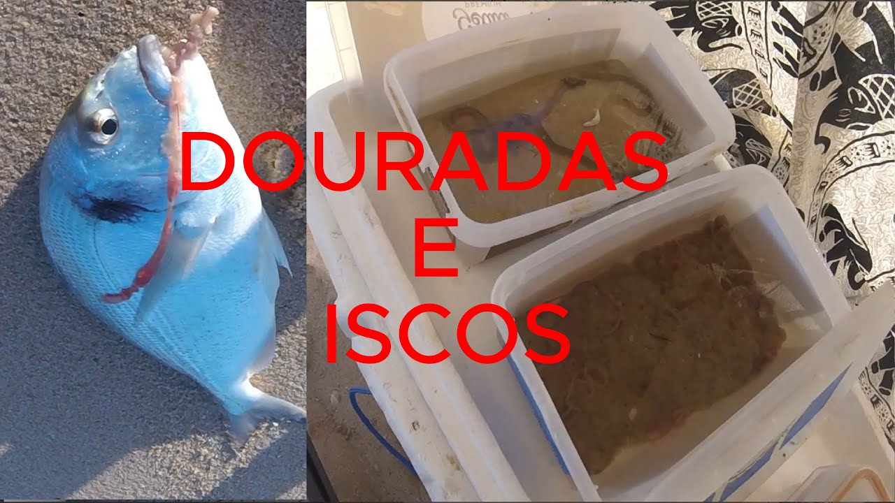 Pescaria de Douradas e iscos utilizados-2 jornadas relâmpago