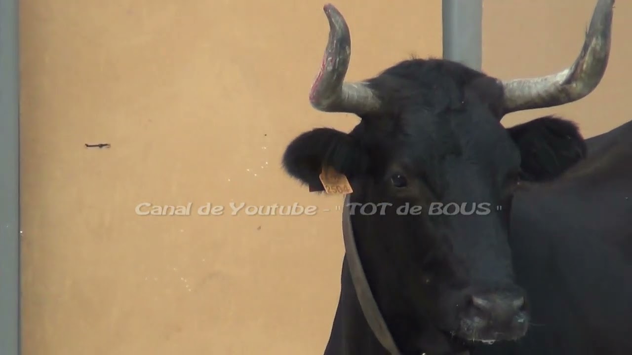 LA VACA SE LEVANTA EN LAS BARRERAS ! ! ! - BORBOTO - OCTUBRE 2025 - TARDE DE LA GANADERIA HNOS.CALI