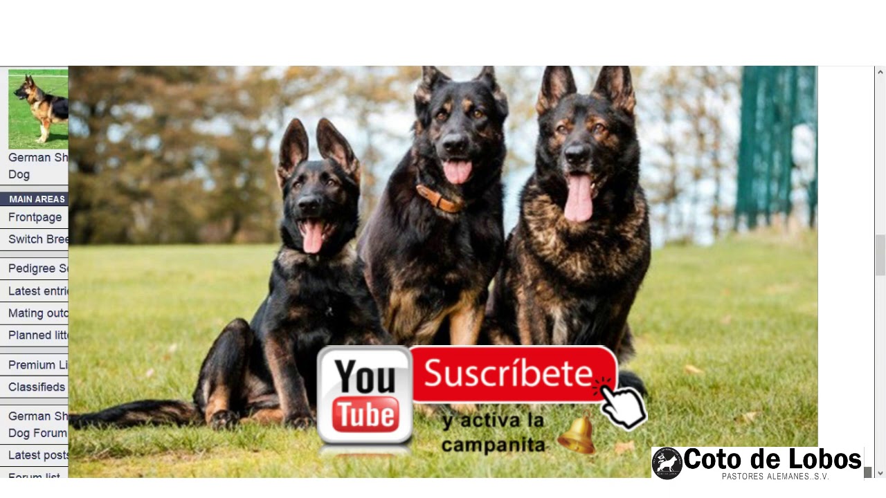Perros Pastor Alemán DDR Coto de Lobos