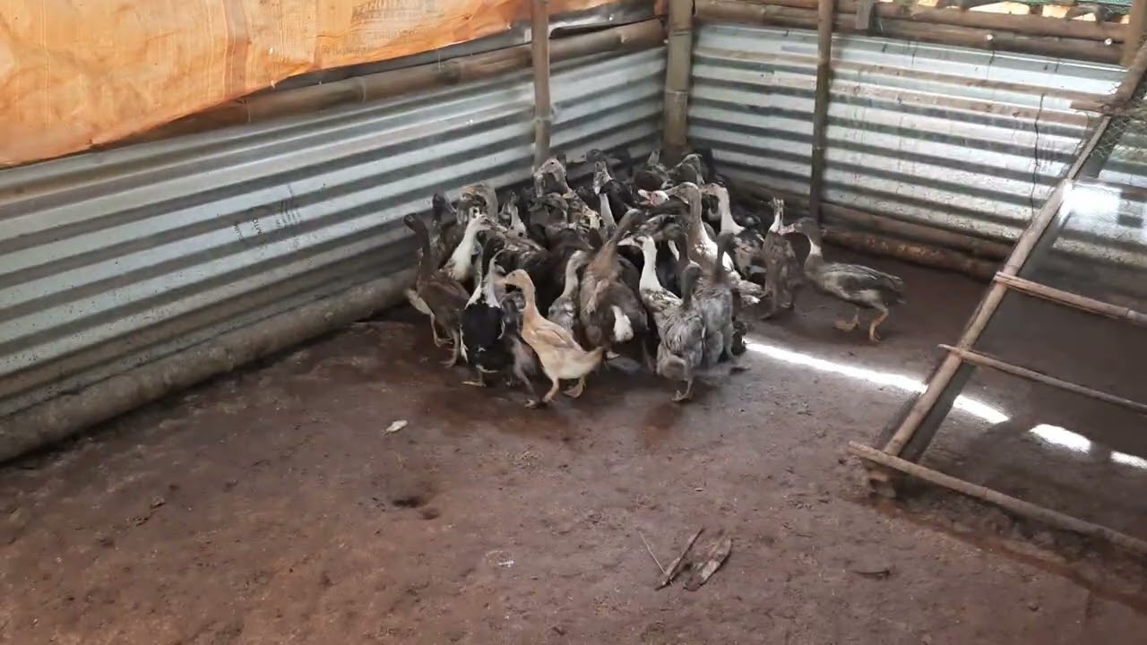 Today's  video of our duckling. ..