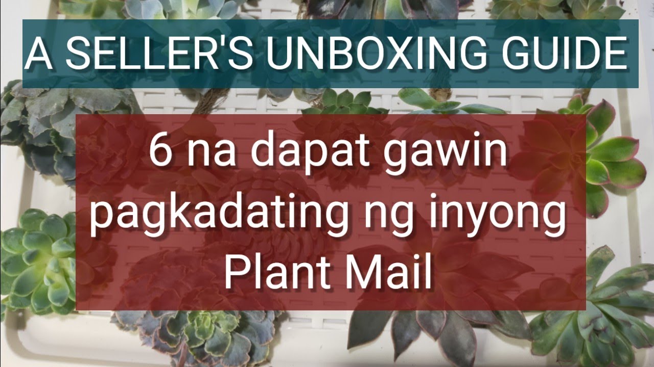 6 things na dapat gawin after Unboxing your bareroot Succulents