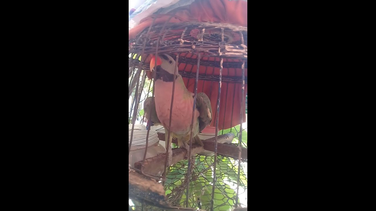 សេកចេះនិយាយThe Parrot speak