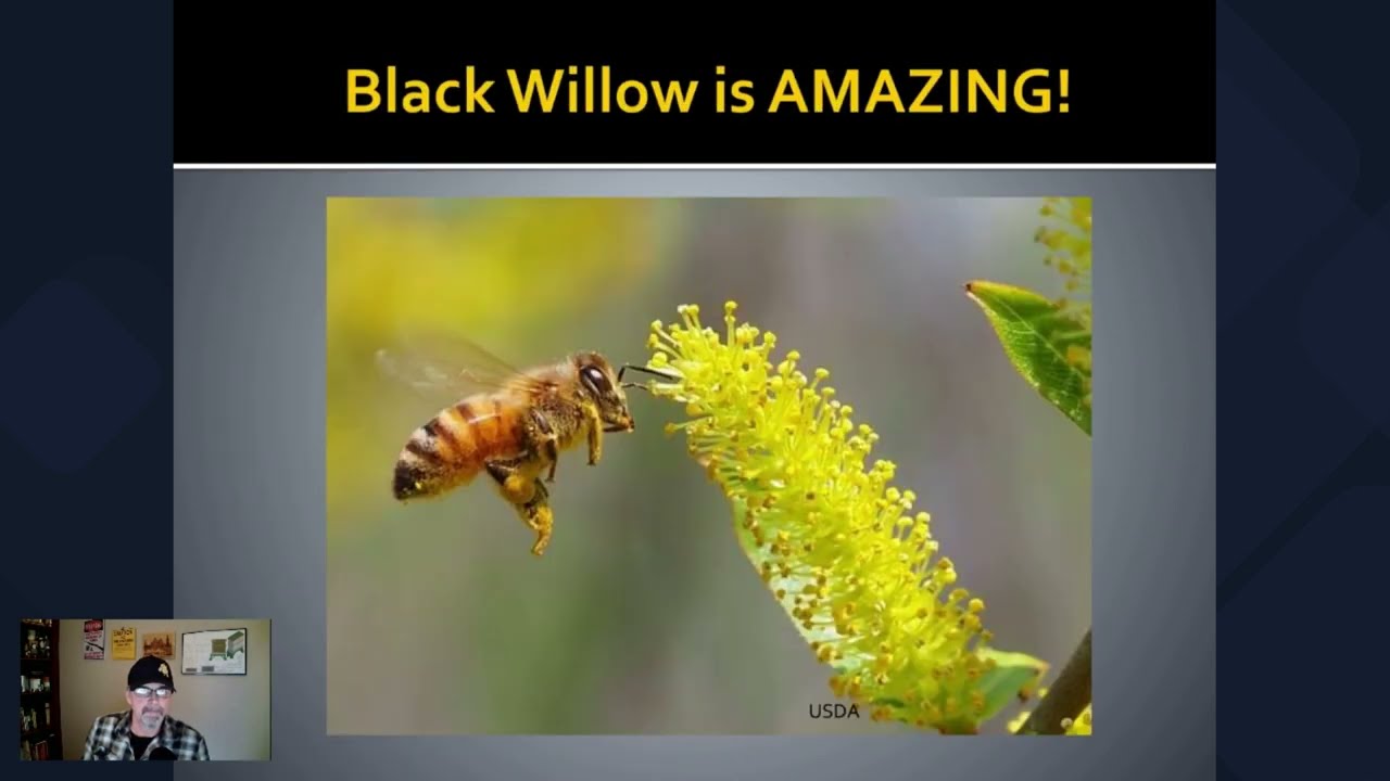 Trees & Honeybees - Black Willow