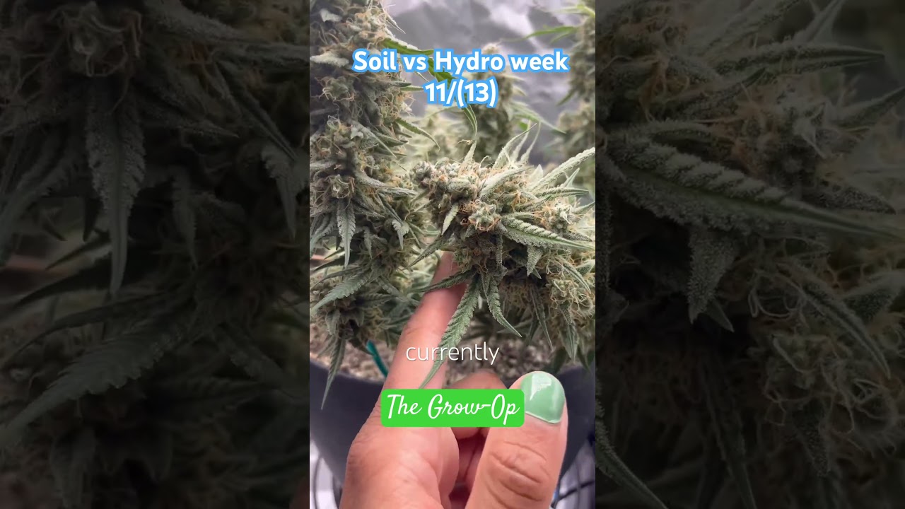 Soil vs hydro we go until both are harvested #cannabiseducation #weed #growweed