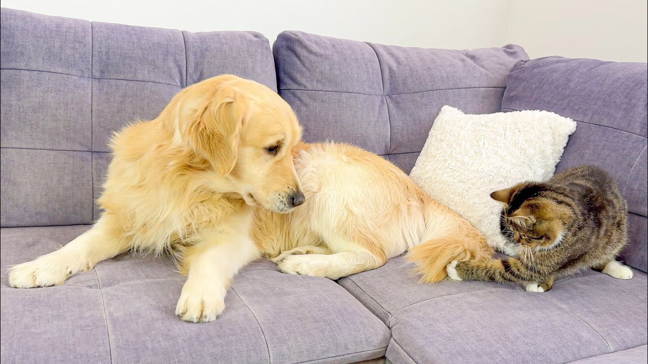 Poor Golden Retriever Attacked by Playful Cat – You Won’t Believe What Happens!