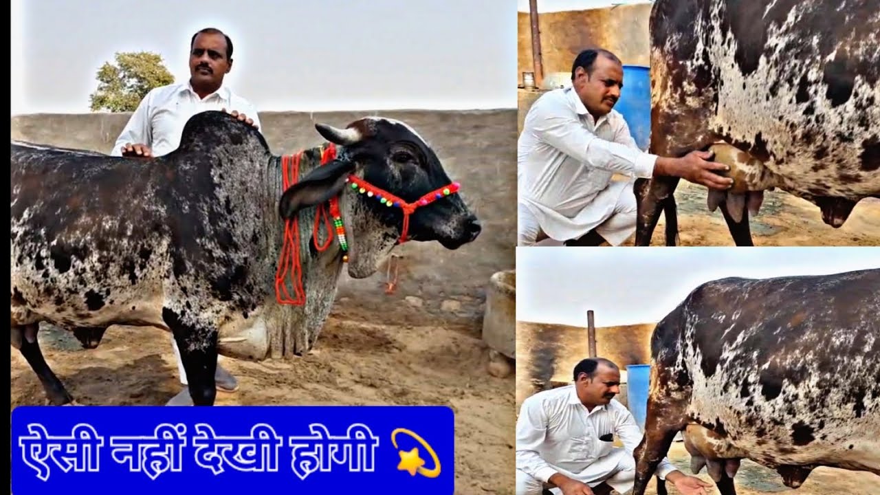20 किलो दूध की गारंटी वाली गाय, जायज भाव में बिक्री के लिए उपलब्ध || 9518239875 ☎️ #rathicow 