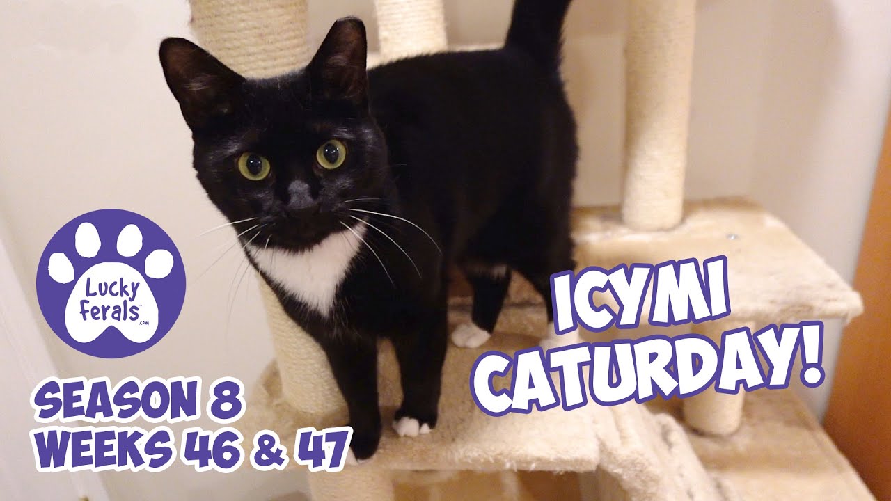 ICYMI Caturday! Lucky Ferals Season 8 Weeks 46 & 47 - Cat Family Vlog