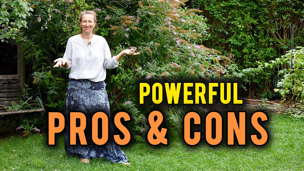 How to grow Butterfly Bush | Pros & Cons after 15 YEARS