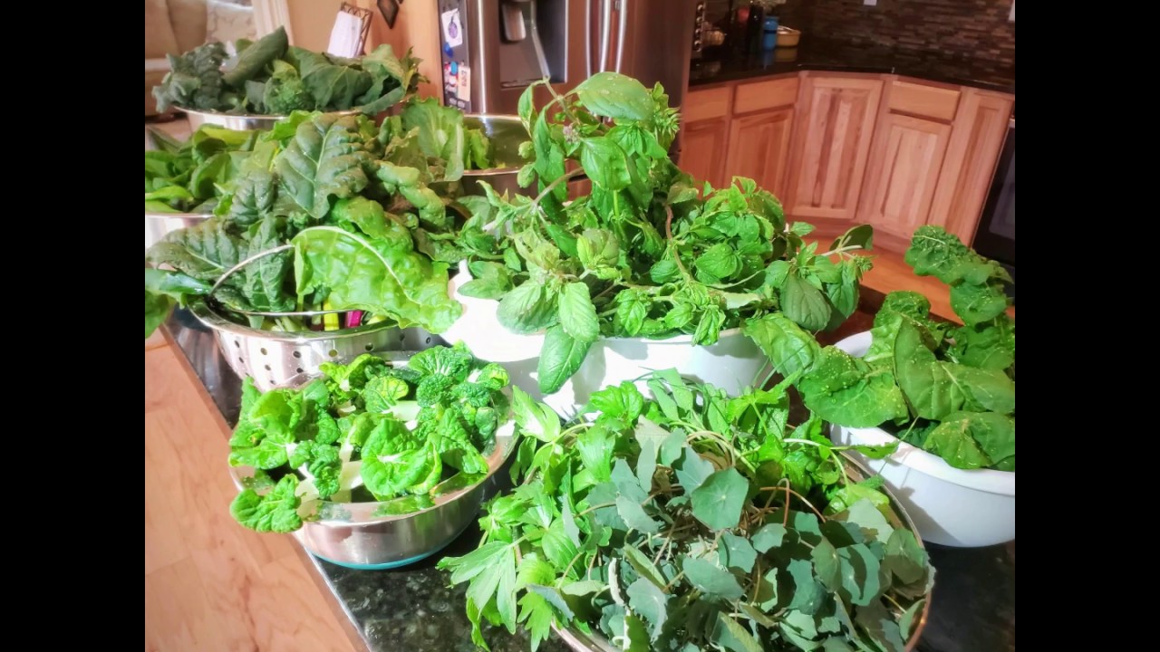 29 Day Indoor Organic Herbs & Greens Harvest: Garden Tower LED Lighting Kit