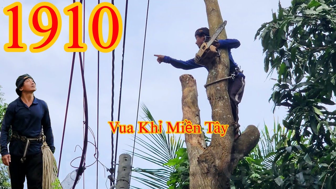 Dây điện ba pha tr.óc vỏ bị x.ẹ.t l.ử.a khi Vua Khỉ cưa cây Tràm Bông Vàng (1/2) Cutting tree