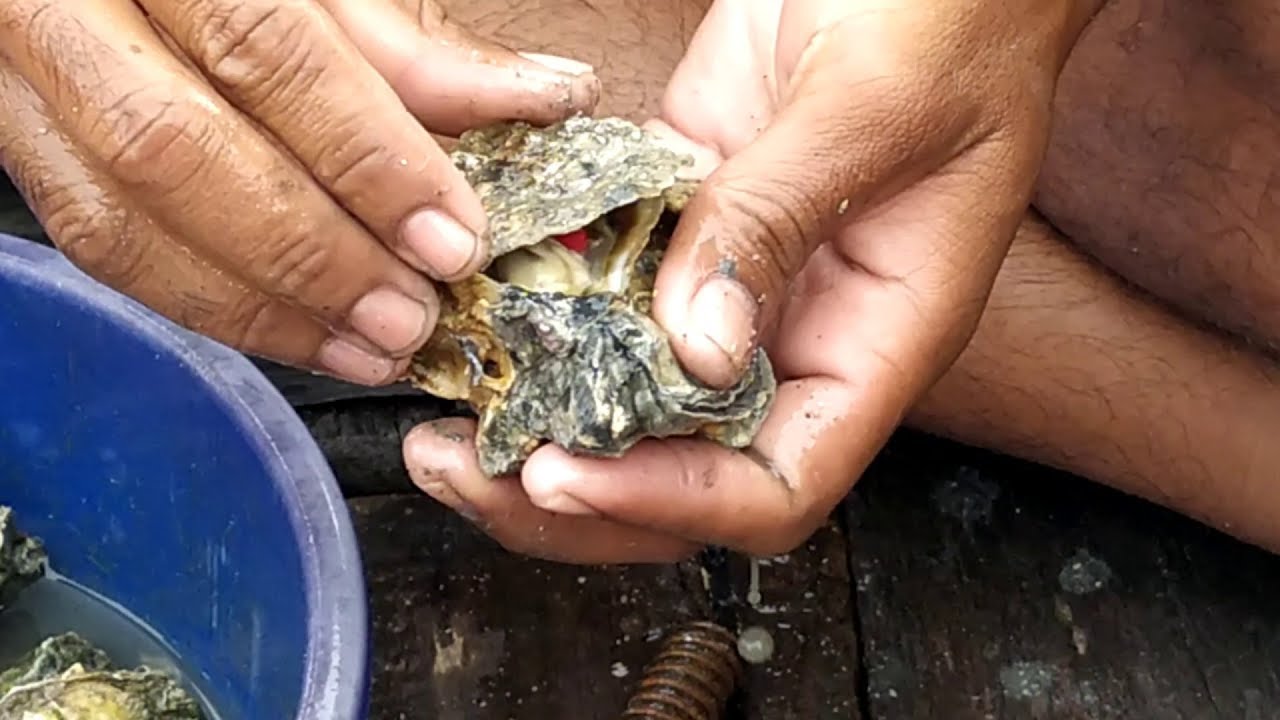 मूंगा, मोती, रत्न समुद्र से कैसे मिलता है।वीडियो देखें।