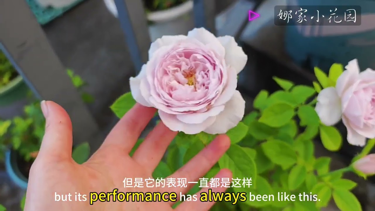 高温天中部分月季的表现（重启、初见、气场、苹果运气等）Performance of some Chinese roses in hot weather