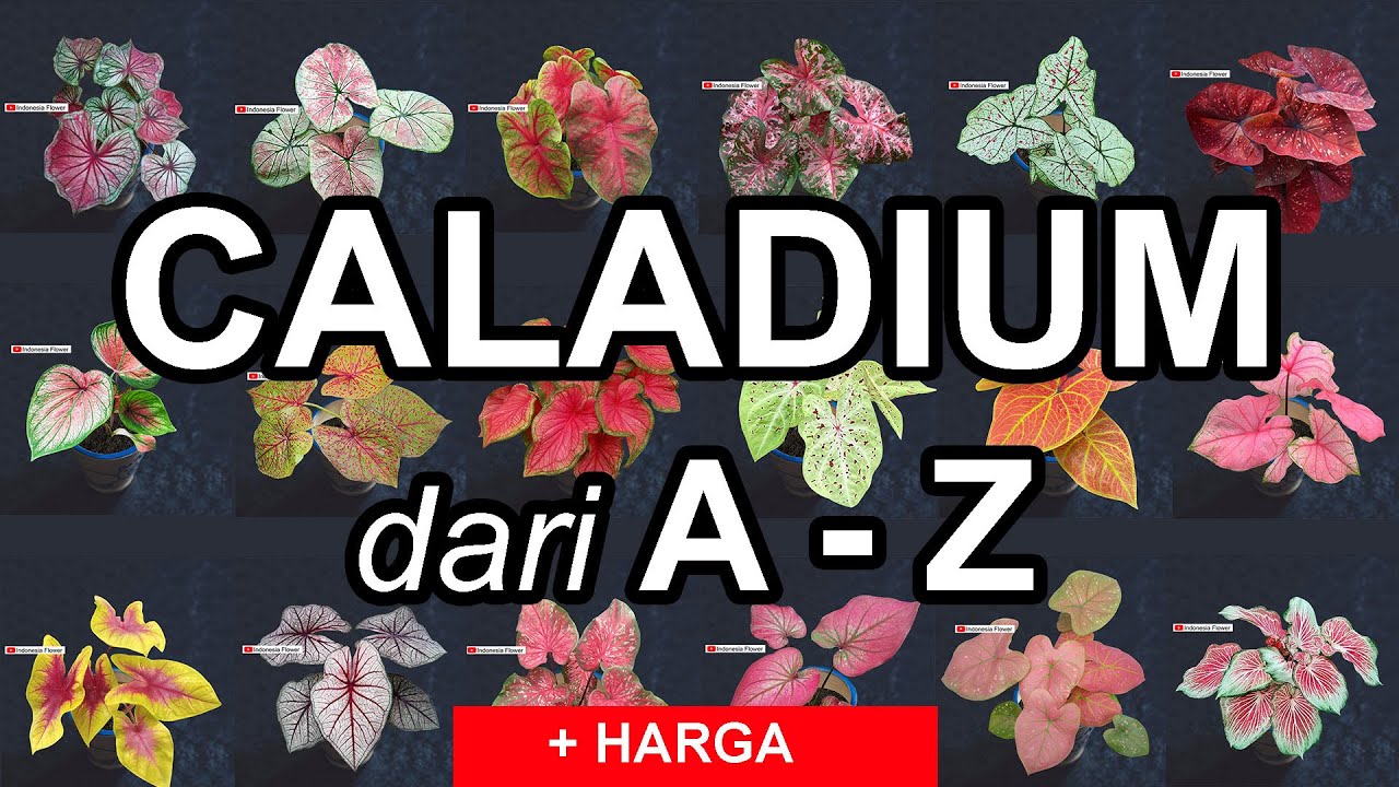 Nama-nama CALADIUM  dari A - Z, dilengkapi Harga Kaladium