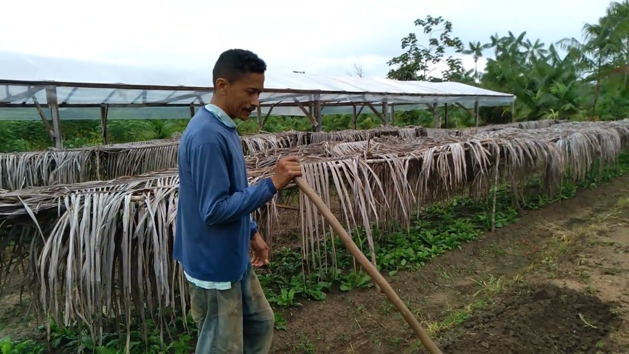 preparando o canteiro pra plantar chicória.