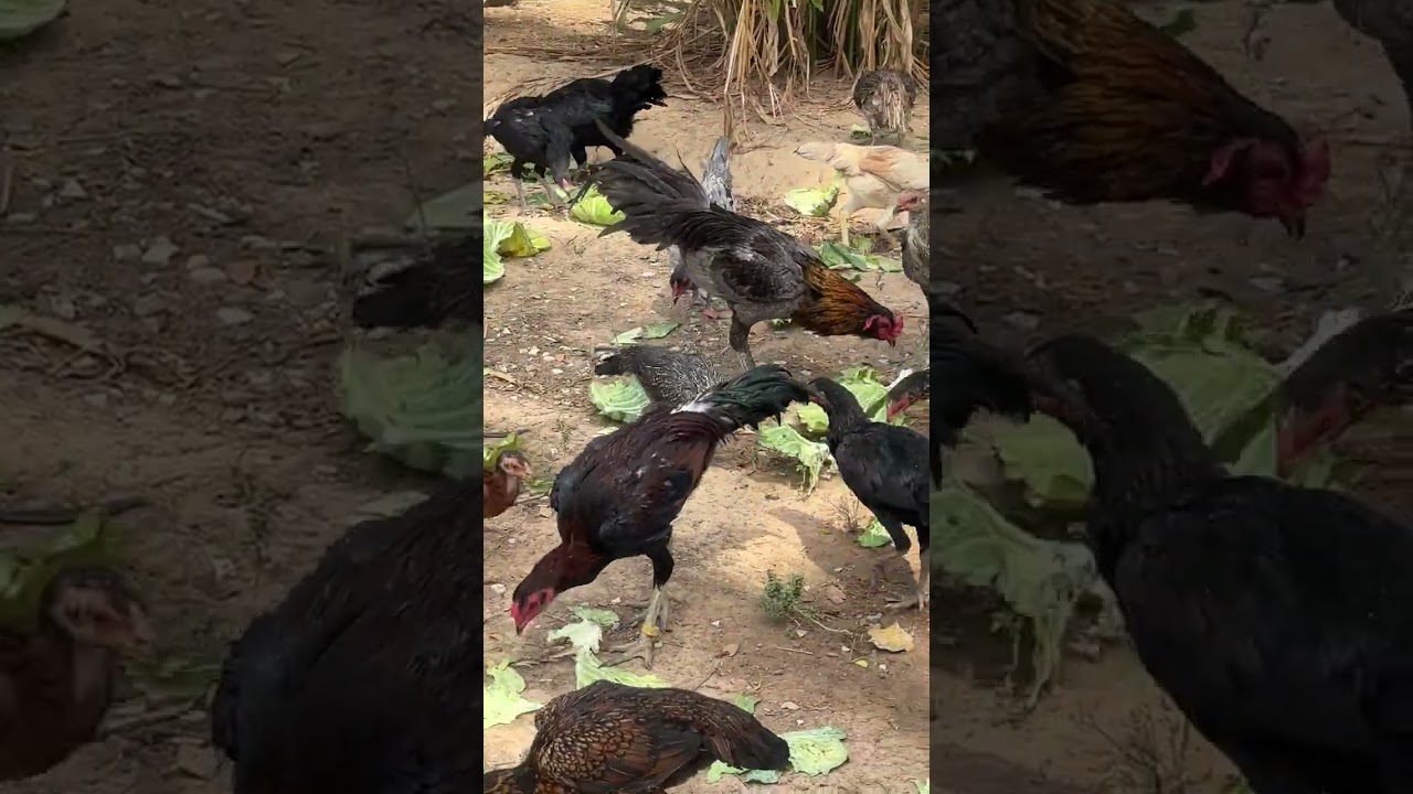 ไก่พม่า สวยๆ สายเลือดดี สนใจถามได้