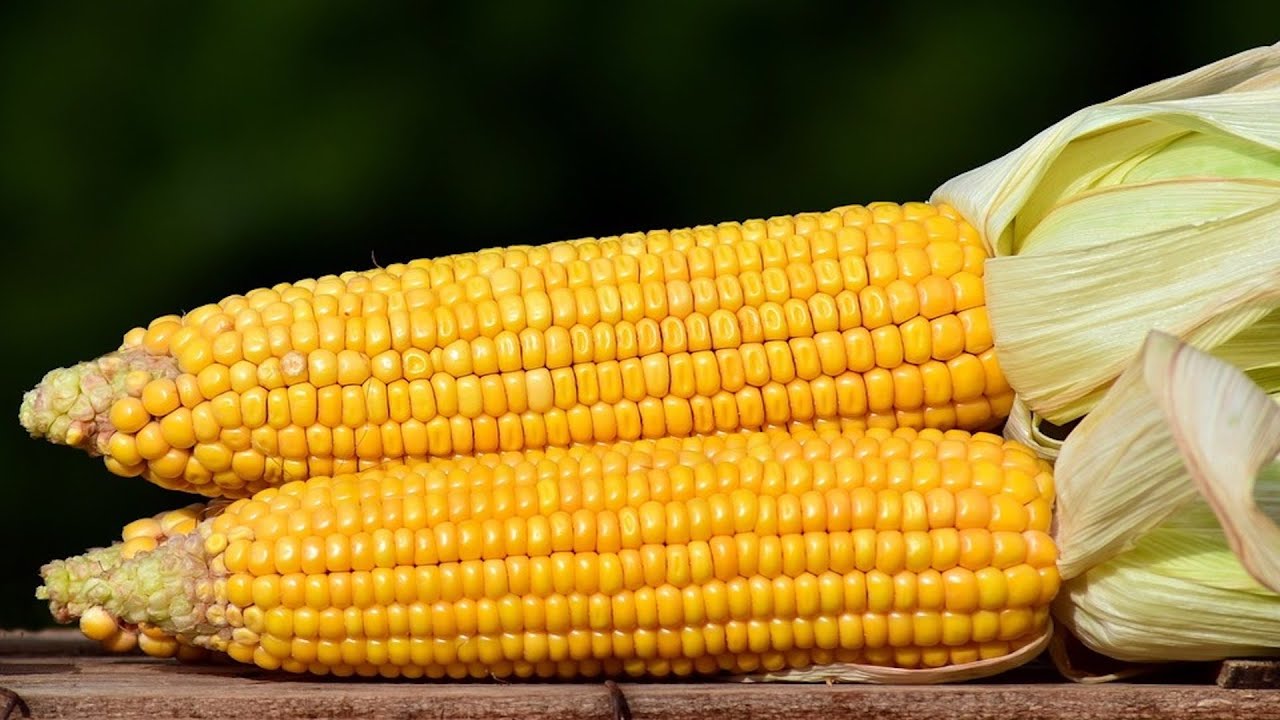 10 Amazing Benefits of Corn | Health And Nutrition