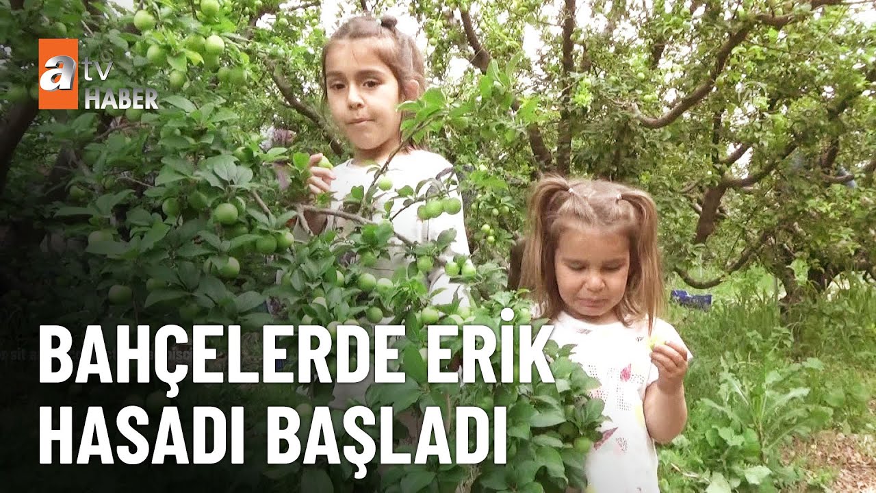Bah&ccedil;elerde erik hasadı başladı - atv Ana Haber 23 Nisan 2023
