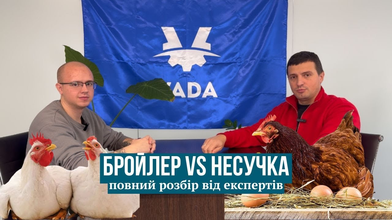 Бройлер vs Несучка: повний розбір від експертів
