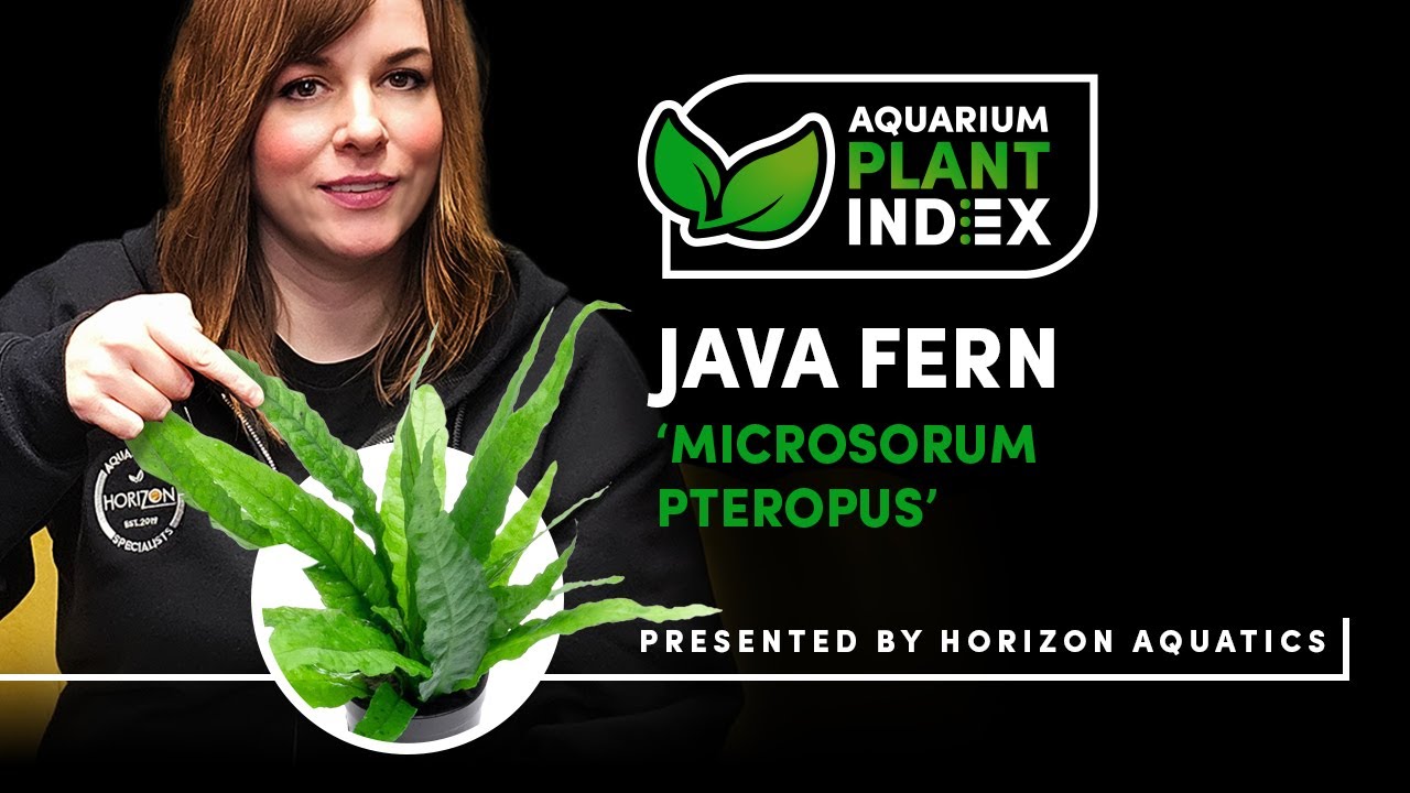 Microsorum Pteropus AKA Java Fern - Aquarium Plant Index