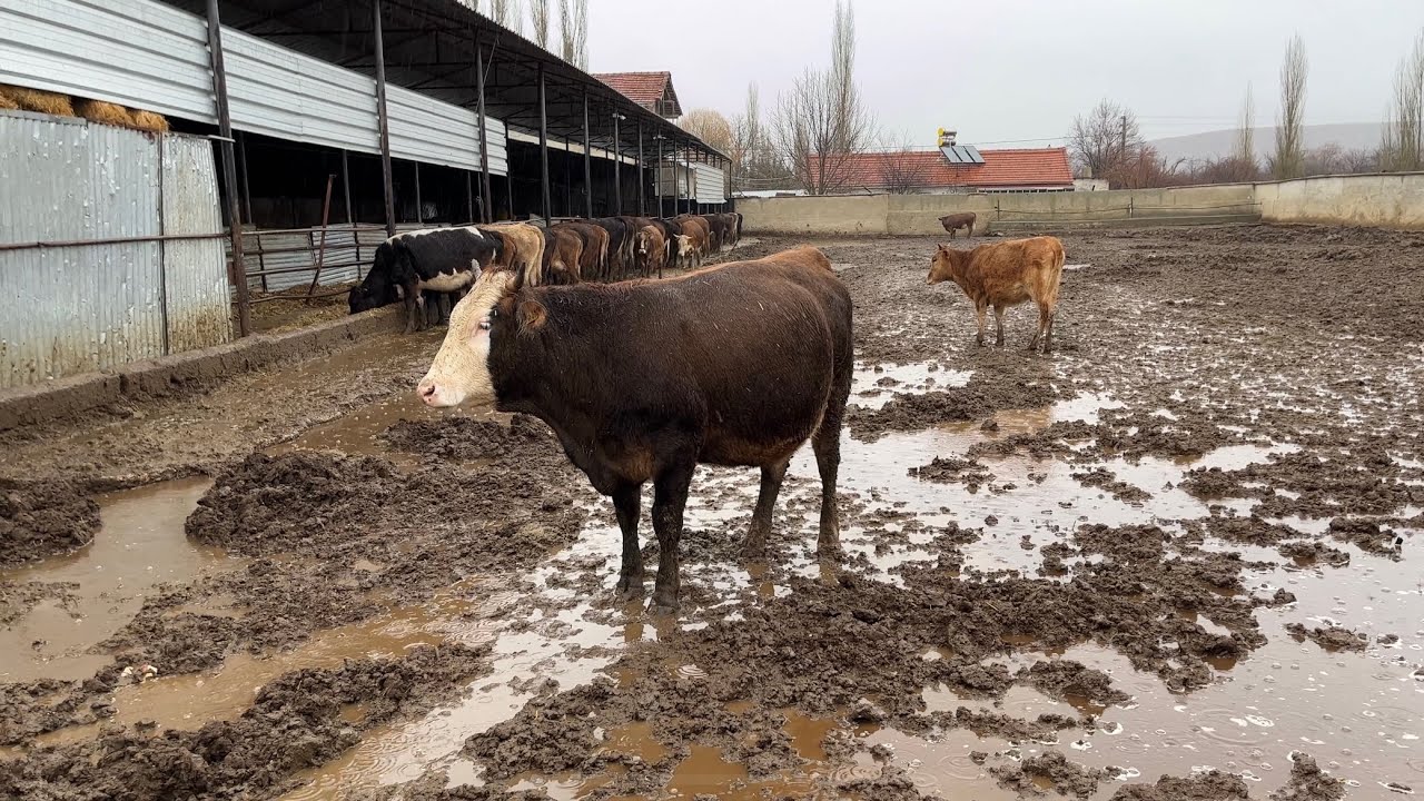 Hayvancılık için yağmurun önemi hayvan sağlığı 👍👍👍#hayvancılık #besicilik #farm #hayvanpazari