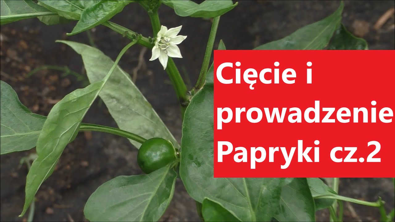 Jak ciąć i prowadzić Paprykę   Część 2