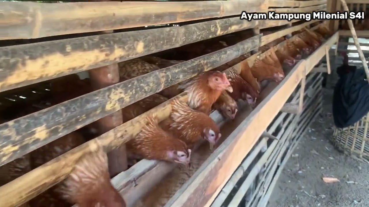 Ayam petelur usia 4 bulan kurang lebih.