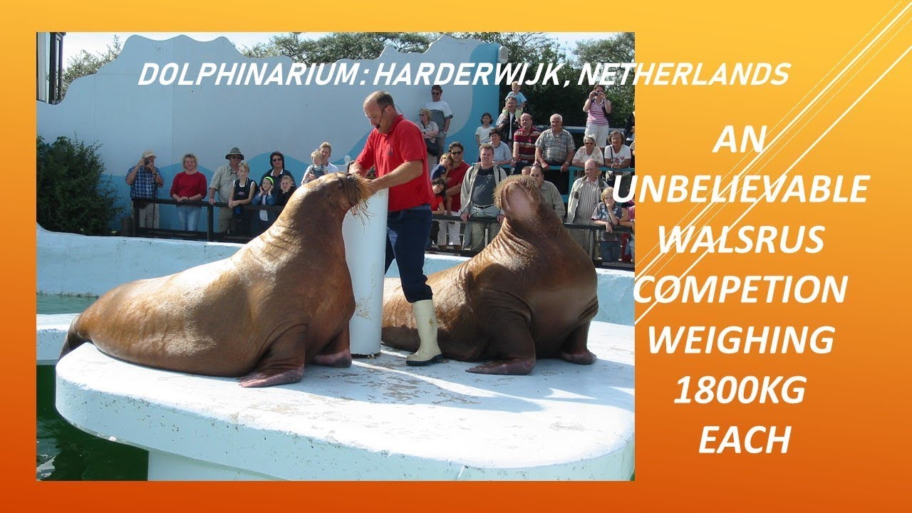 WALRUS SHOW || DOLPHINARIUM HARDERWIJK ,NETHERLANDS PART -1