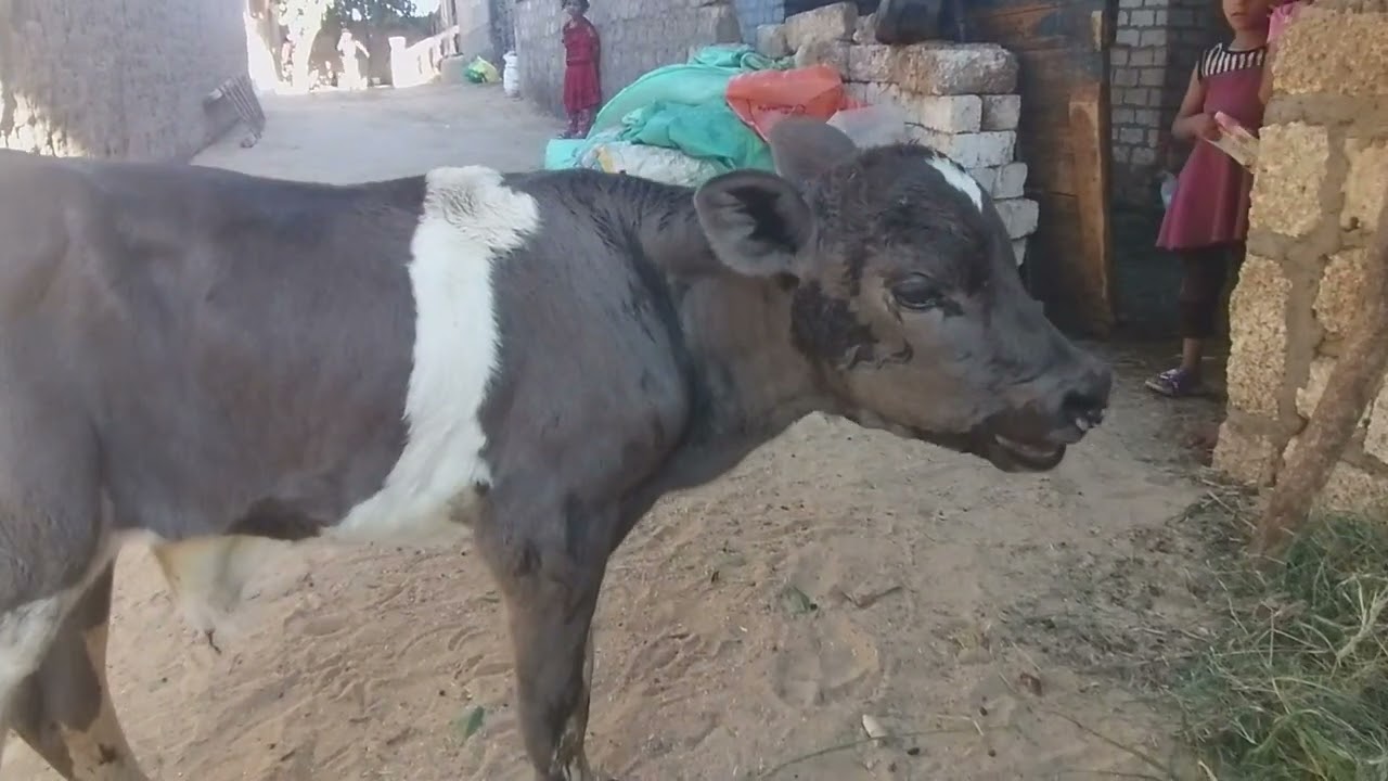 علاج النهجان في العجول الرضيعه
