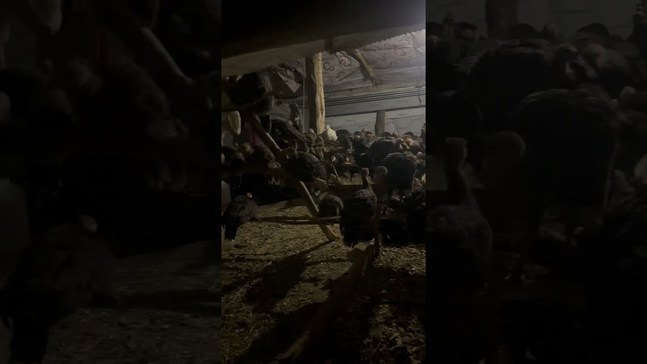 Hindi besleme hindi ne yer hindi nasıl b&uuml;y&uuml;r hindi bah&ccedil;ede olur mu hindi k&uuml;mesi