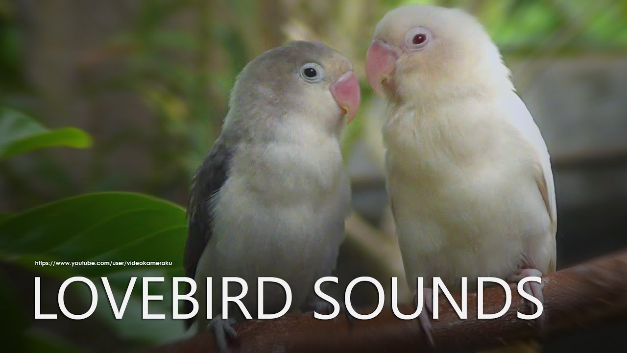 Lovebird Chirping Sounds - White and Black - Albino and Euwing Fischer's