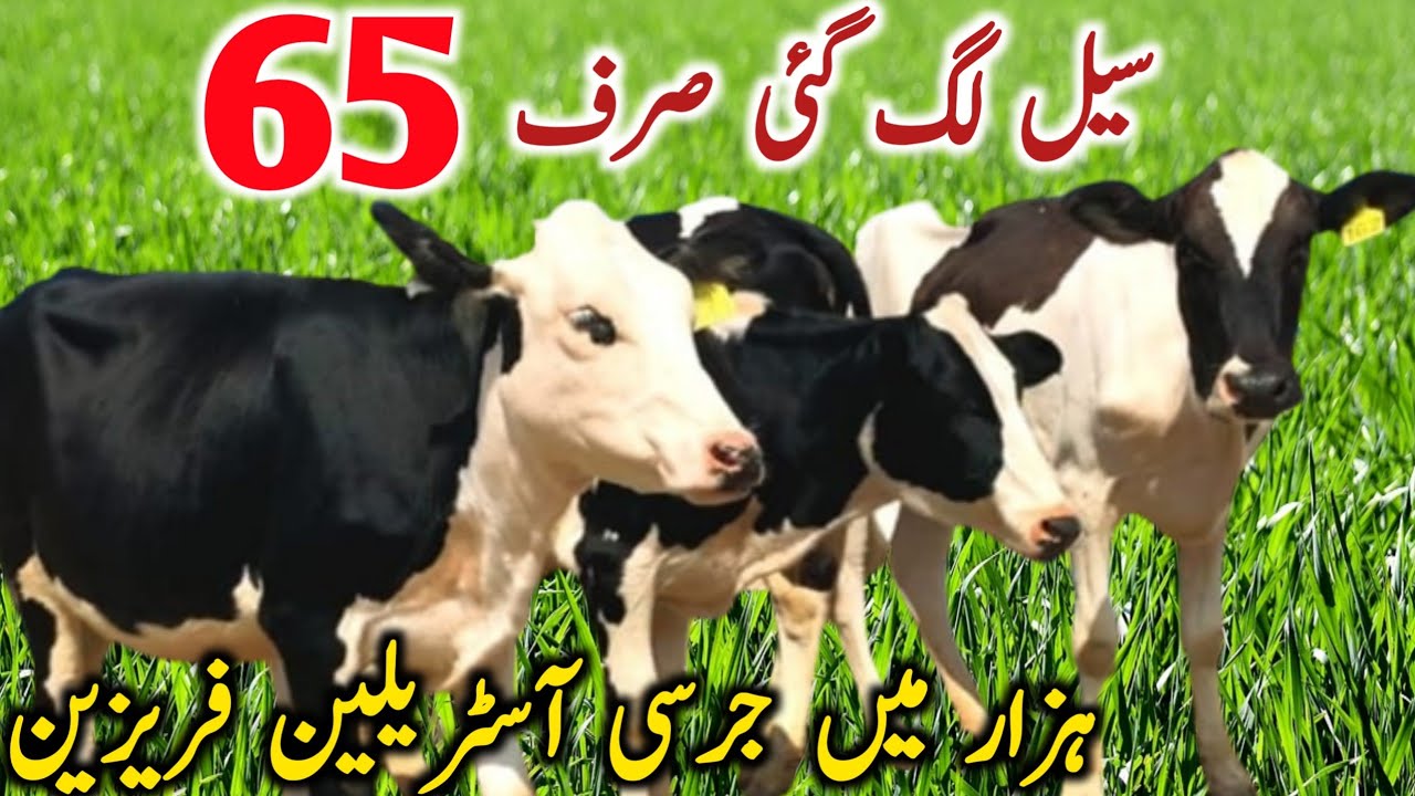Cross Bachrian Australian Friesian Jersey Hiefers || Global Village Farming