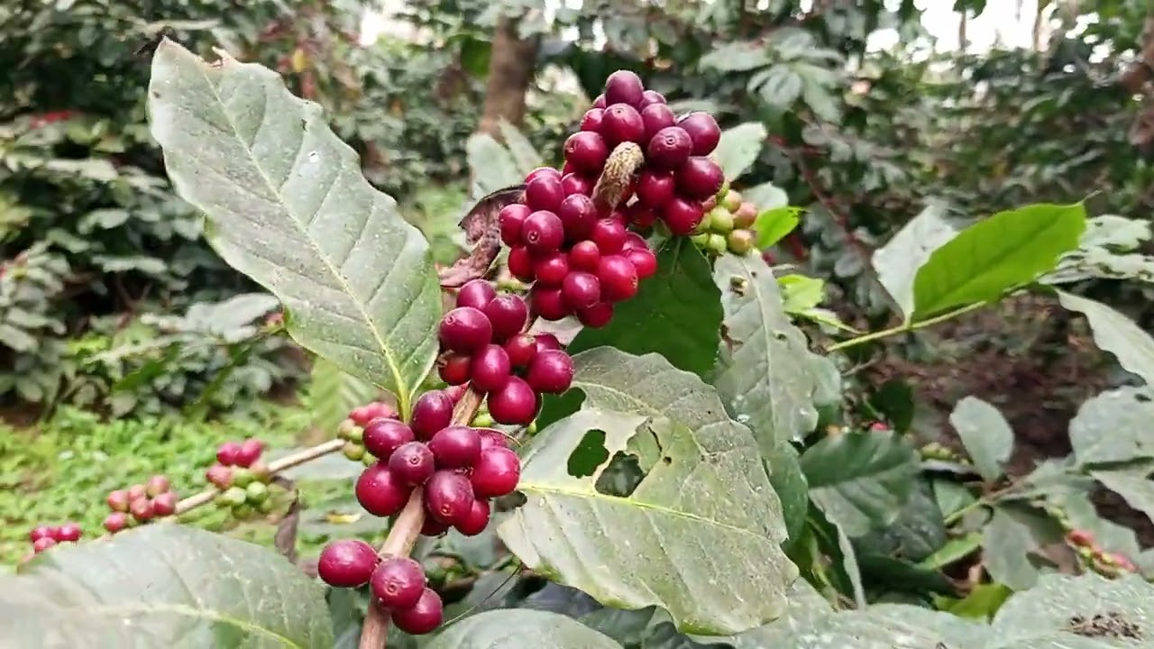 NTCDB, POKHARA #coffee #farming #pokhara