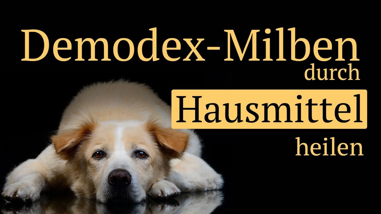 🍃Demodex Milben beim Hund mit Hausmitteln behandeln - ohne Chemie