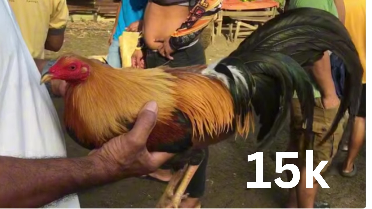 MAHIRAP PUMILI NG MANOK SA DAMING QUALITY,FEBUARY 26,2026