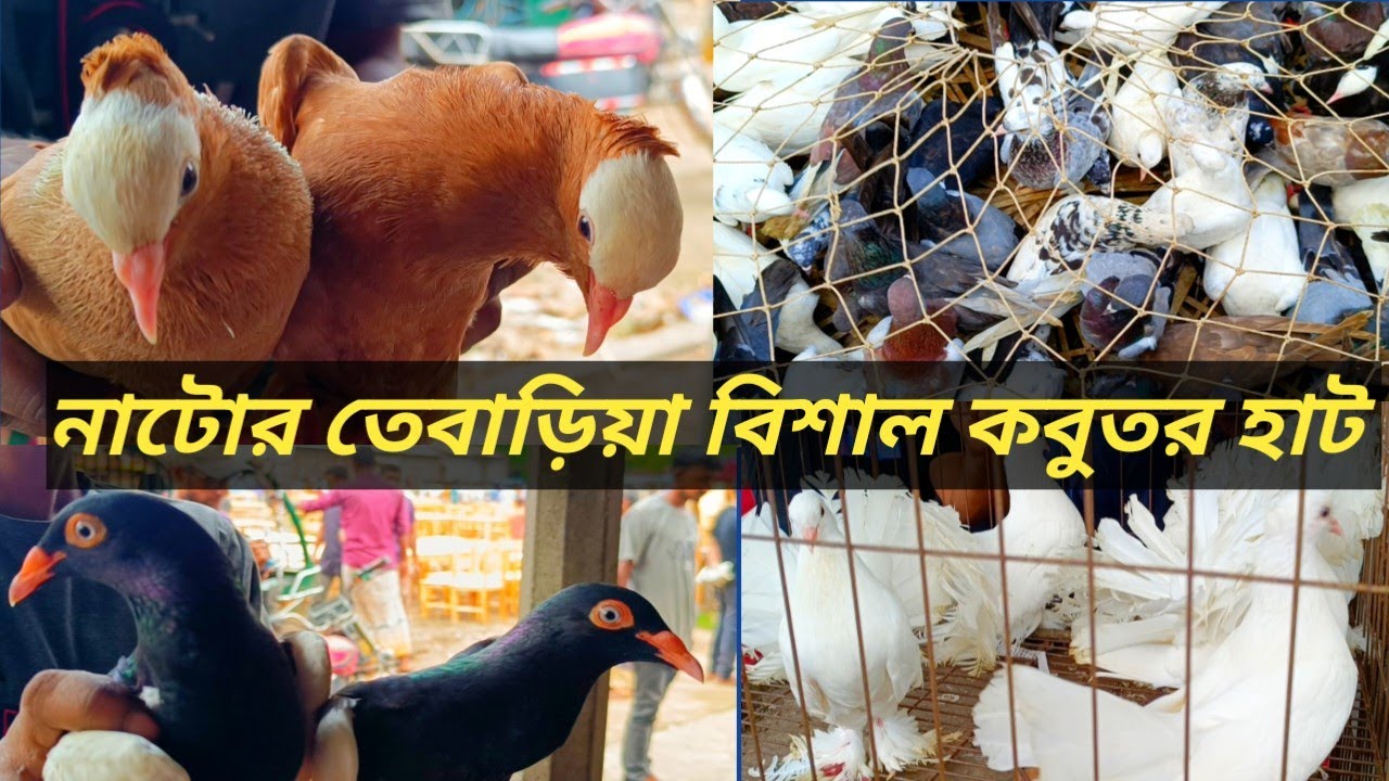 নাটোর তেবাড়িয়া বিশাল কবুতর হাট।হাট বসে প্রতি রবিবার