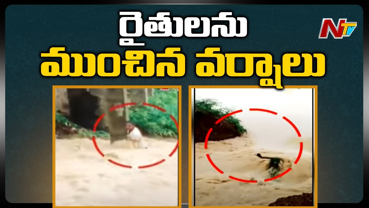 Massive Crop Damaged Due To Heavy Rains In West Godavari | NTV