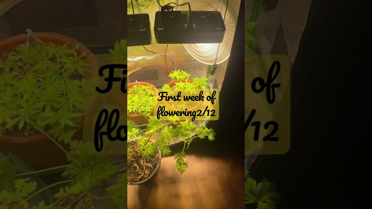 First week of flowering #cannabiseducation  #cannabiscures #smokeweedeveryday #stonernation