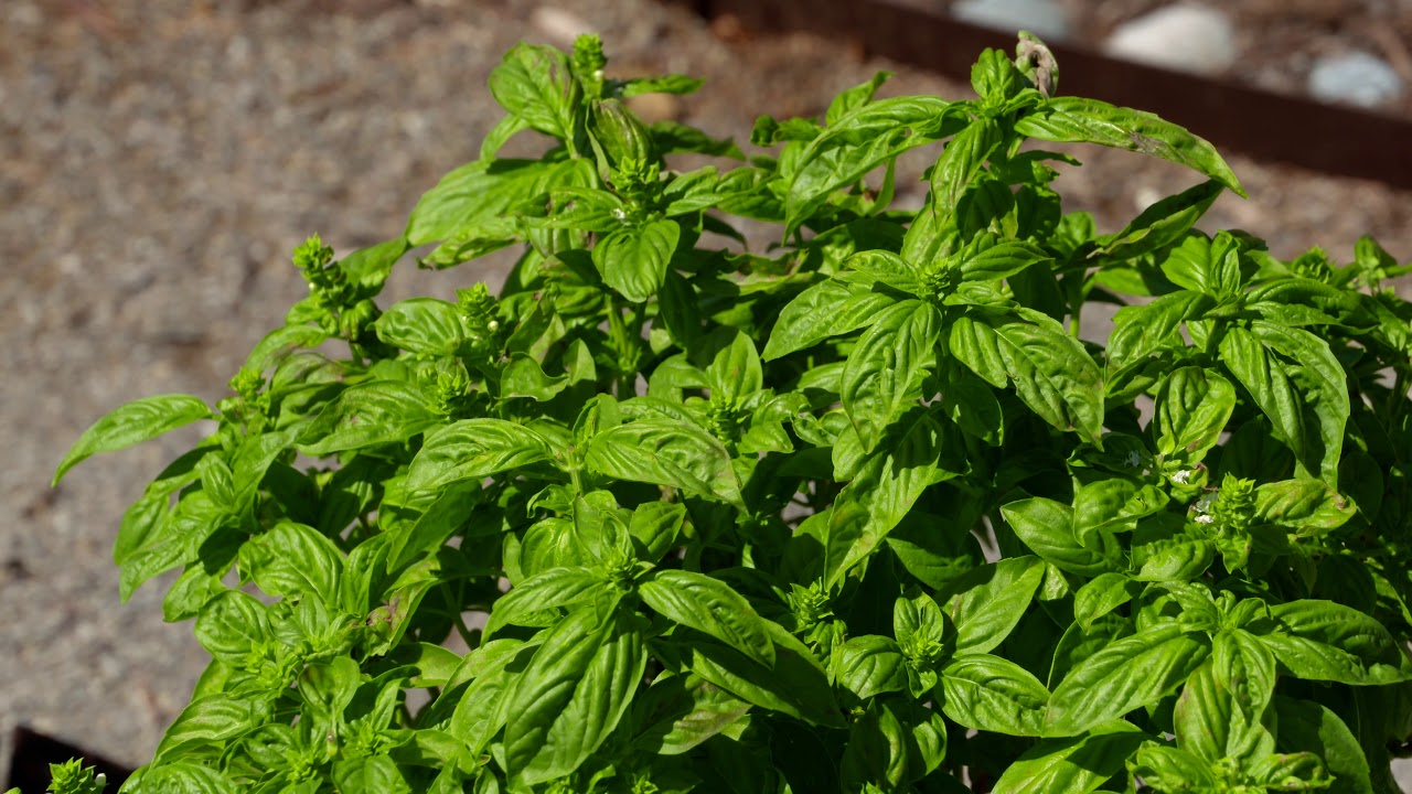 Native American Medicinal Garden