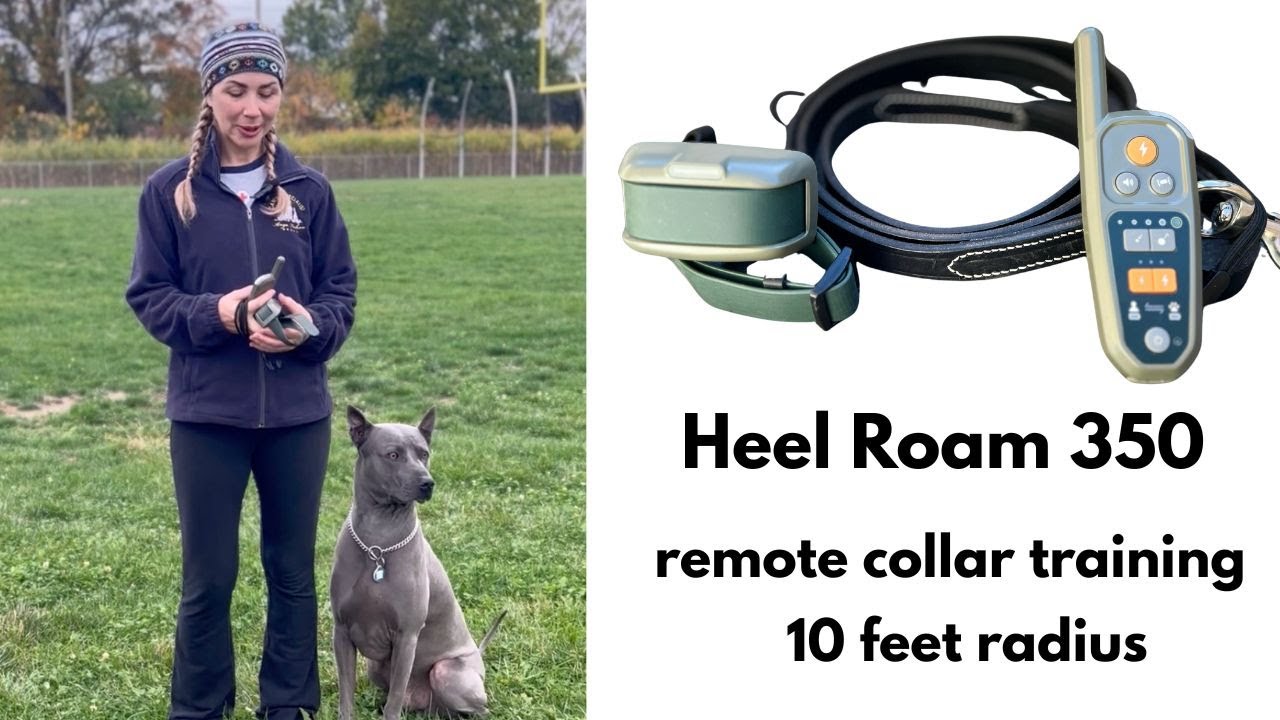 Part 1: Invisible Leash Boundary Training with Heel Roam 350 | Thai Ridgeback Off-Leash Work