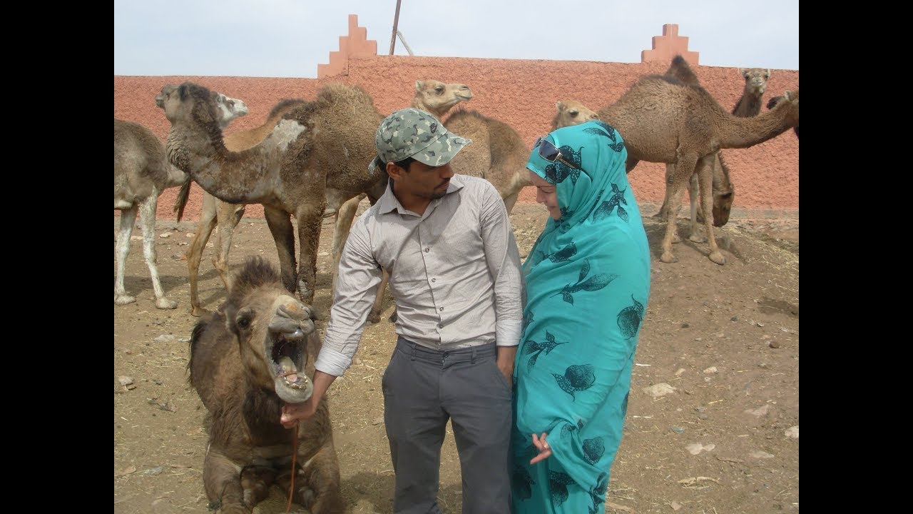 Welcome  to Guelmim - the gate to Sahara
