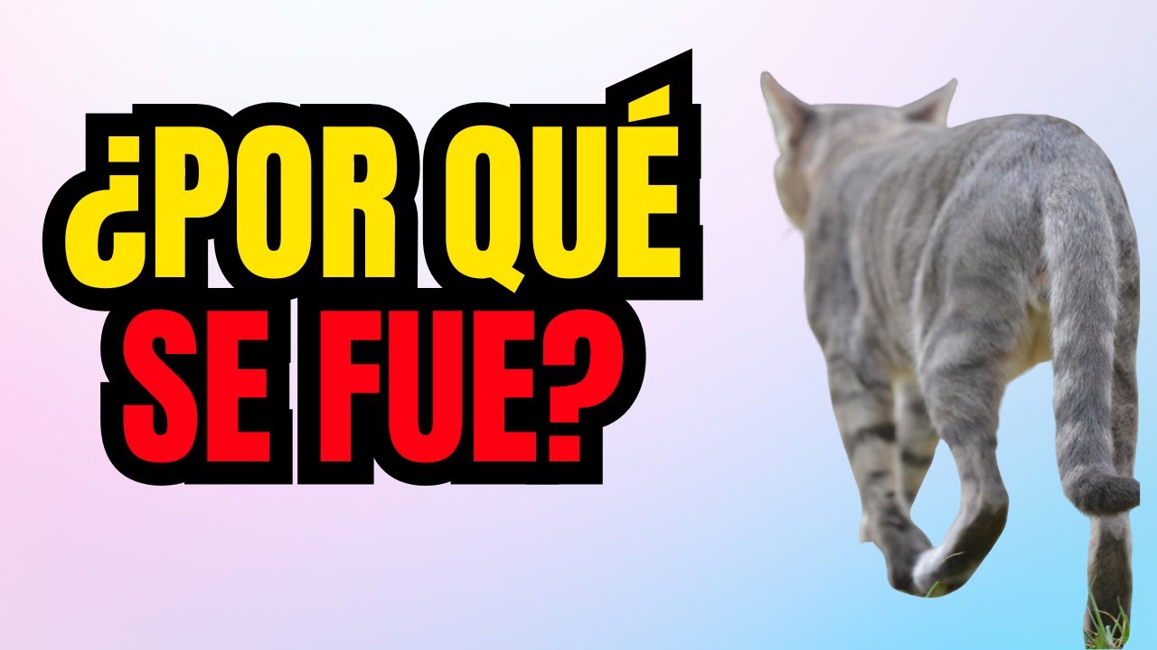 Porque mi gato se fue de la casa 5 RAZONES