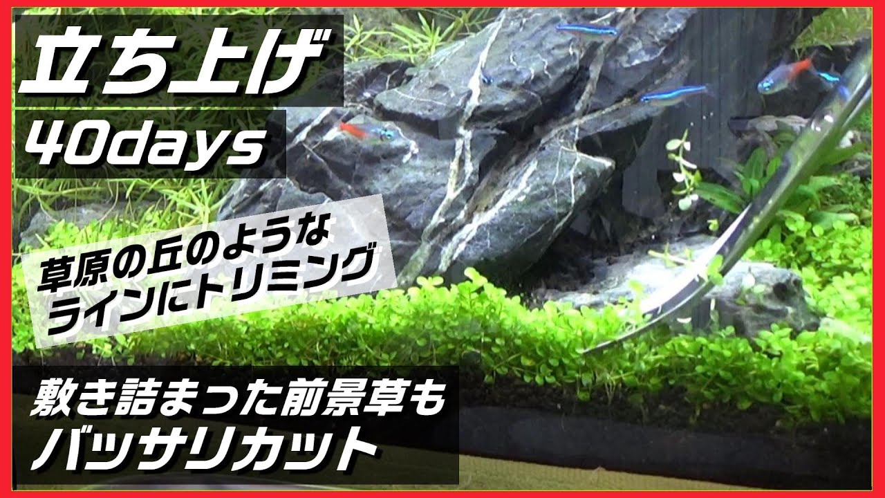 【水草トリミング】モコモコになったニューラージパールグラス、ロタラを整えながらトリミング！#水草トリミング#トリミングハサミ#前景草#石組みレイアウト